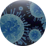 Escherichia coli
