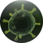 Virusi HFMD